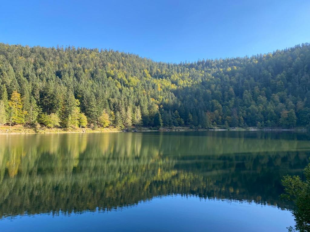 Le Bois Des Neiges Charmant Chalet Authentique A 5 Mn De Gerardmer Xonrupt-Longemer Eksteriør bilde